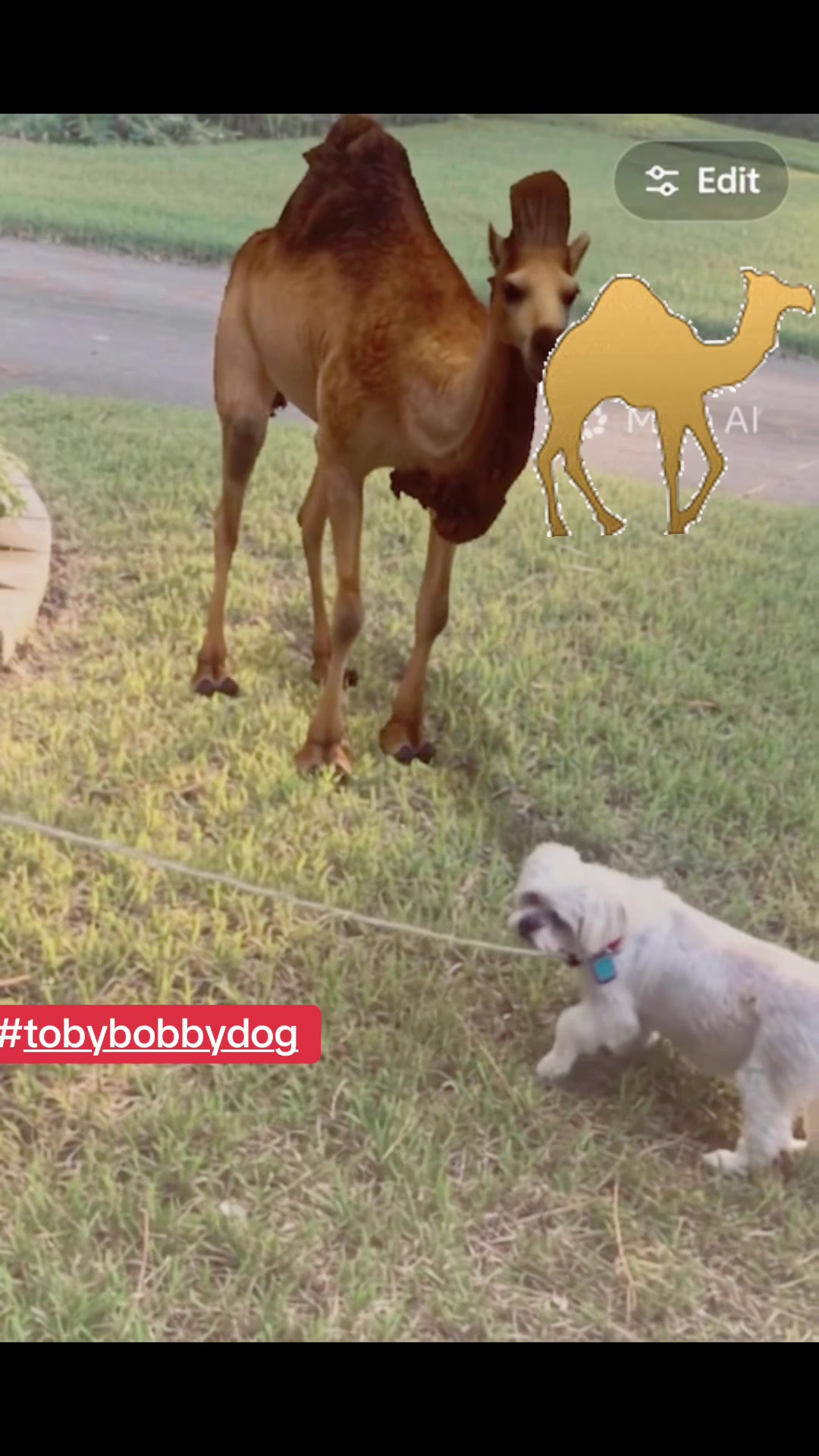 @Tobybobbydog