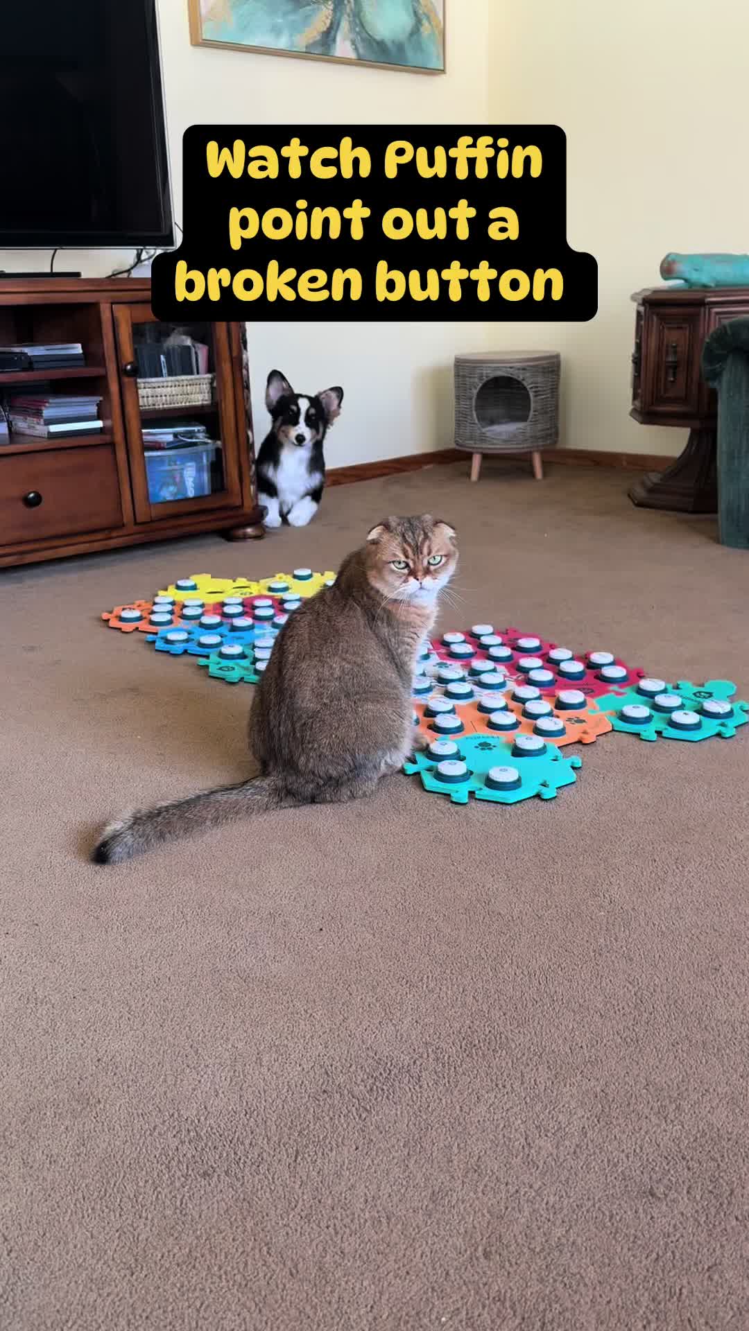 @Puffindoestricks