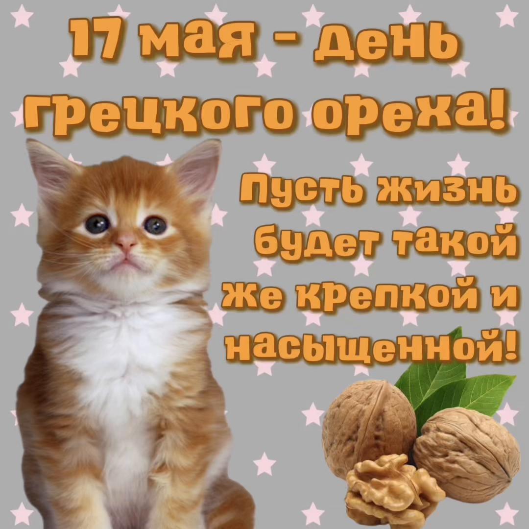 @котики на каждый день
