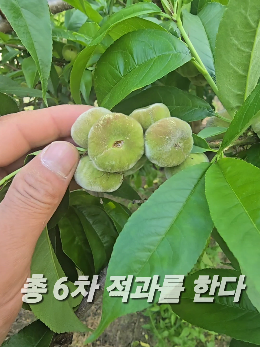 @유튜브 윤파머 납작복숭아