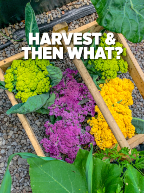 @Planted in the Garden