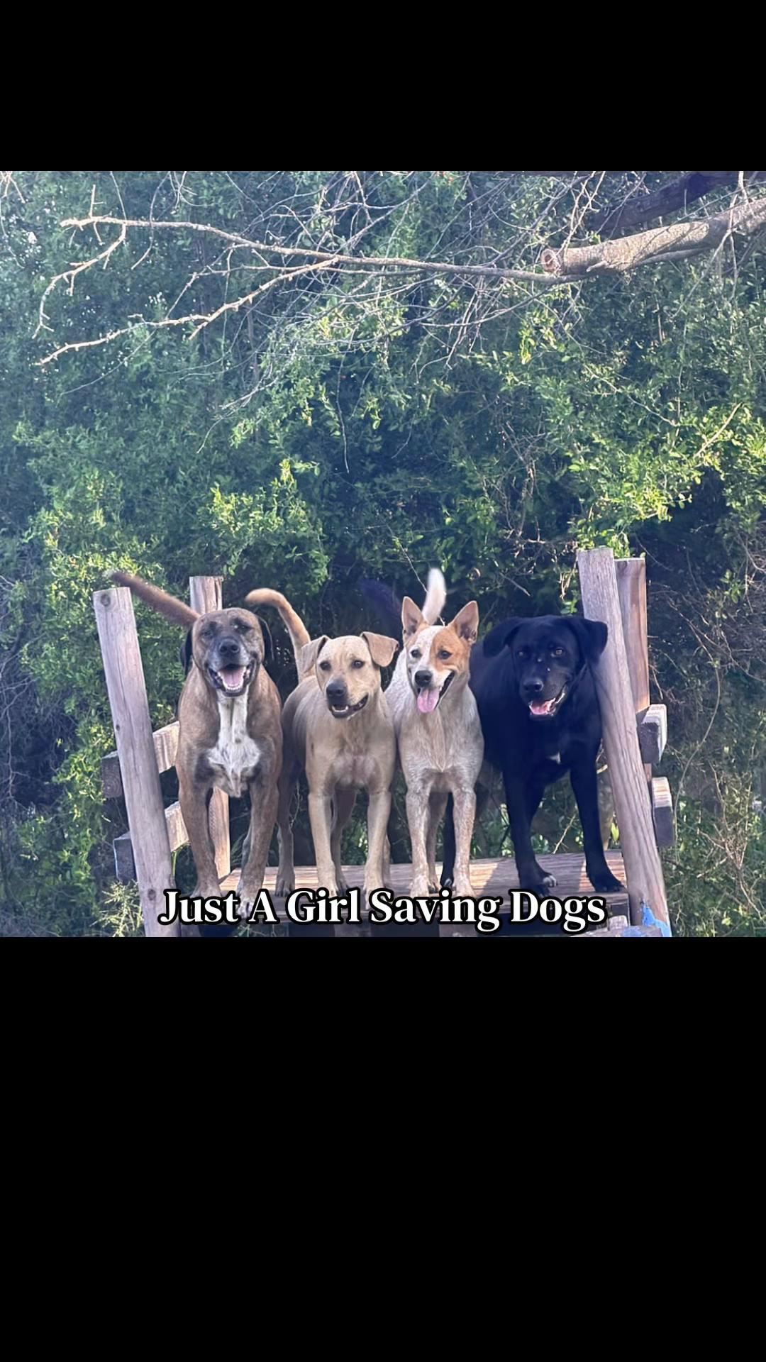@Just A Girl Saving Dogs