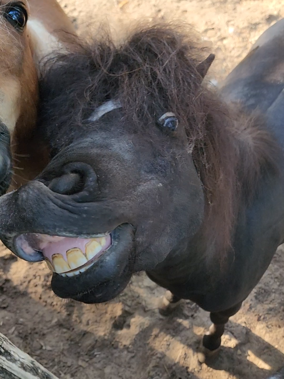 @minihorsemomandtrainer🐴🐴🐴🐴