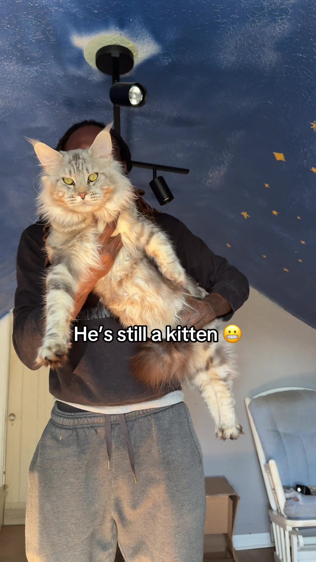 @Tycoon_Mainecoons