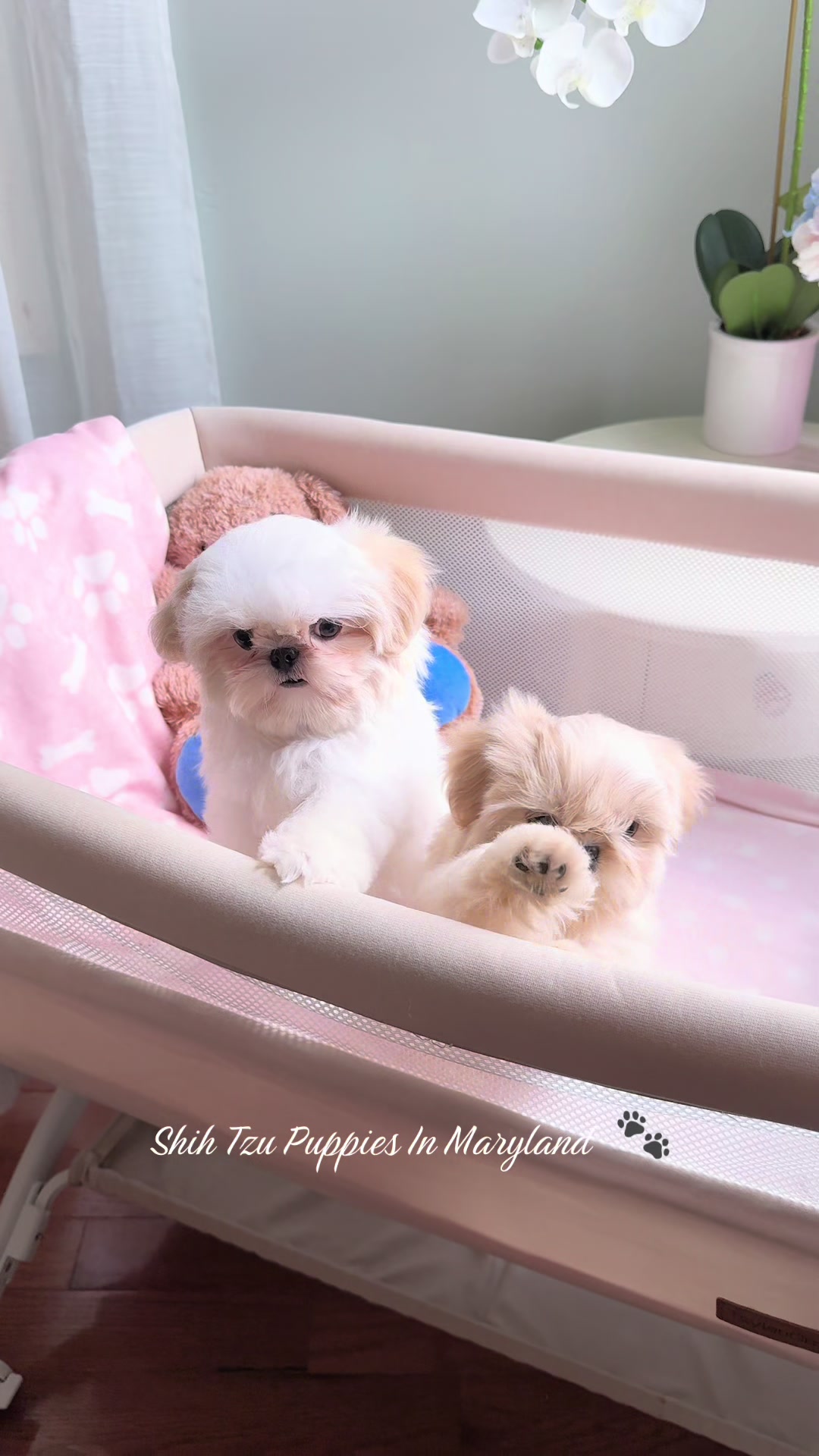 @Shih Tzu Puppies in Maryland