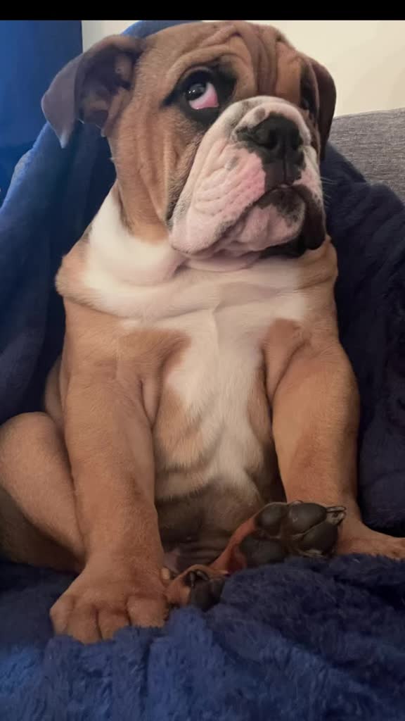 @Thurgood Marshall The Bulldog