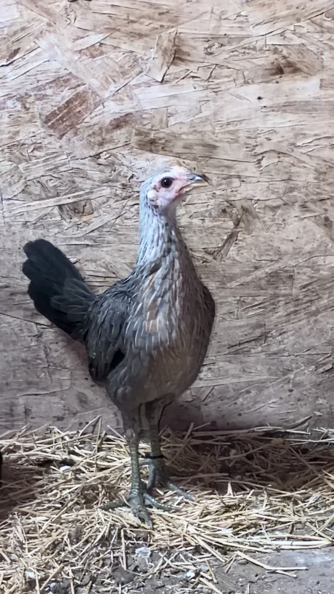 @A.MENDOZA.FARM.USA 74HWY
