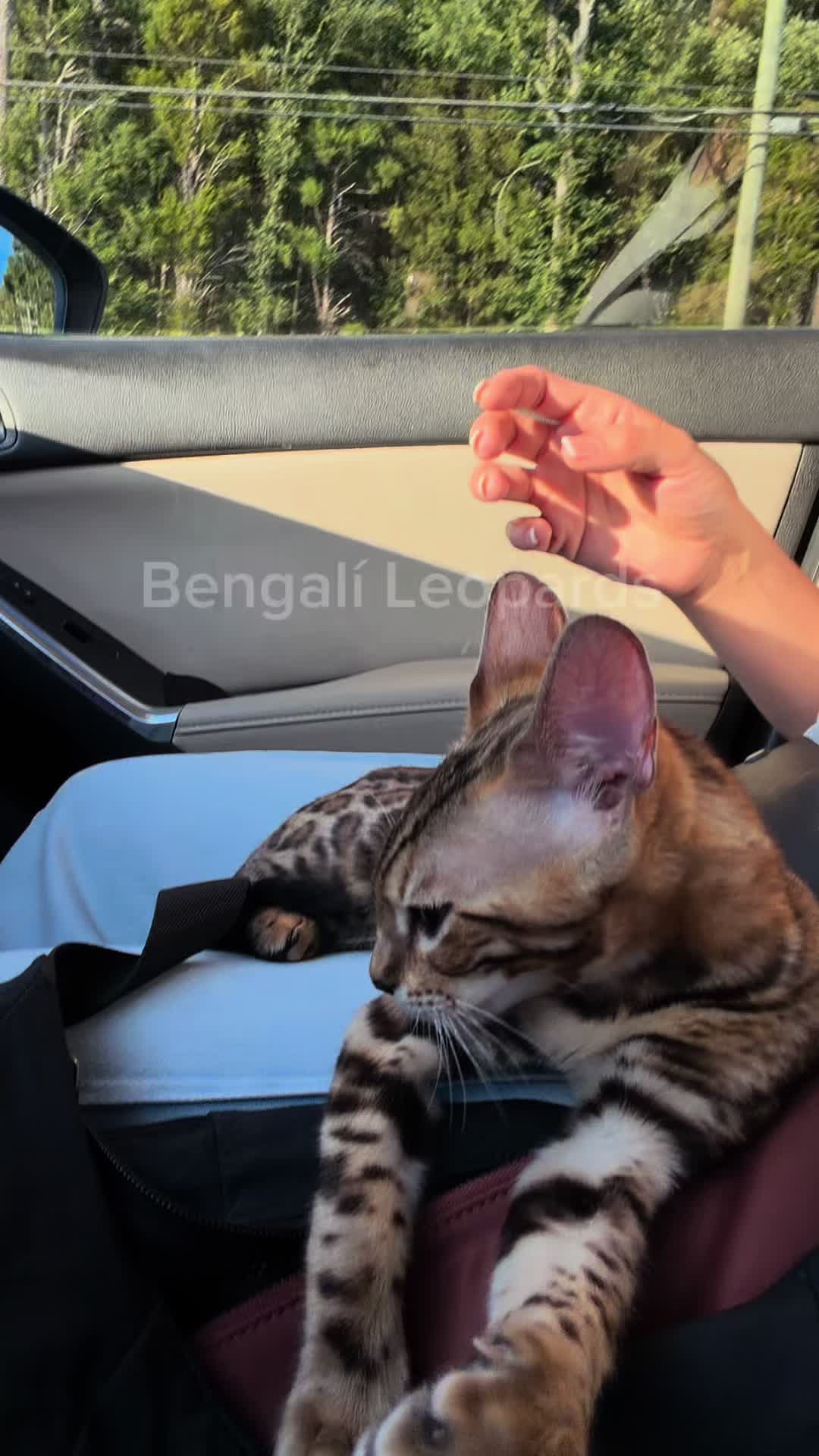 @BENGALÍ LEOPARDS