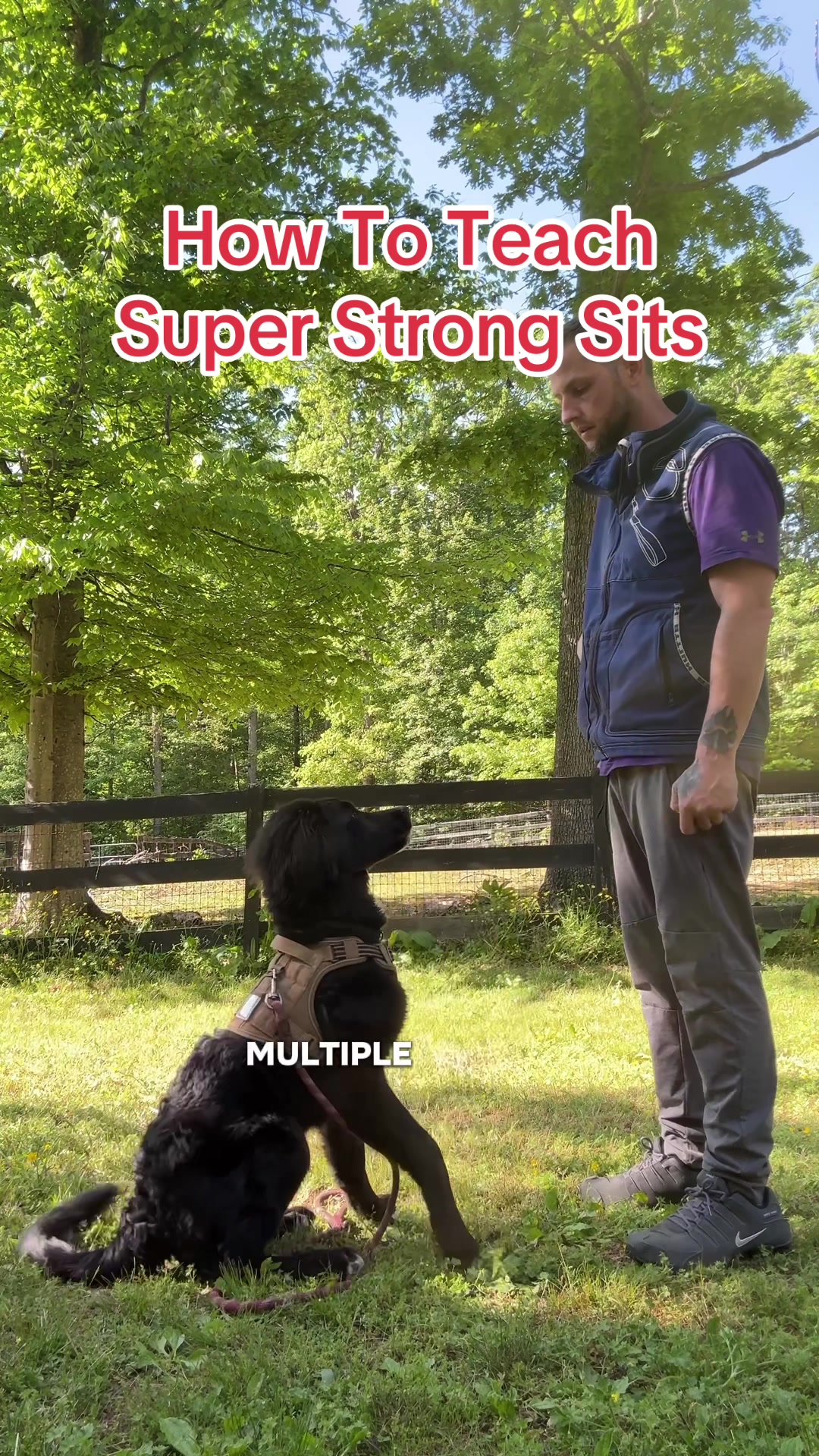 @Best Buddy Dog Trainer LLC