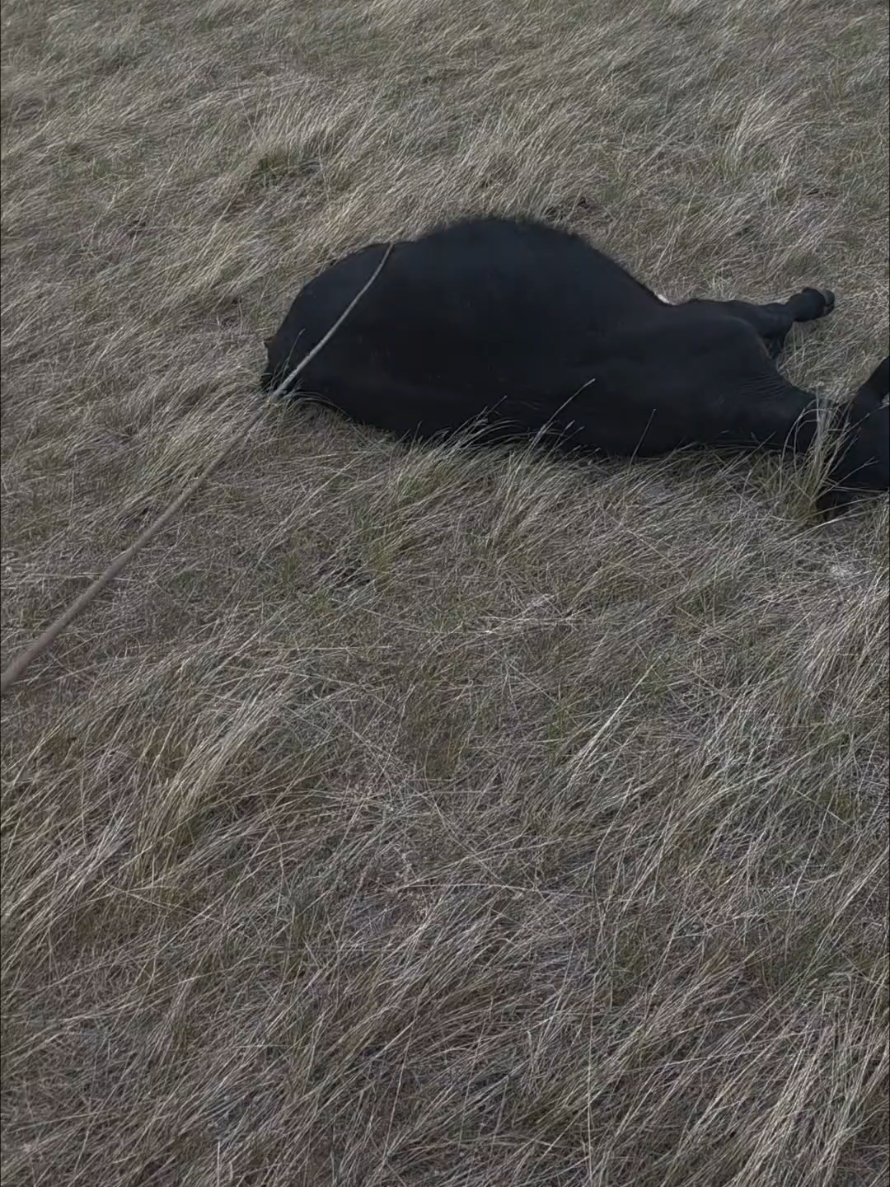 @wyomingrancher
