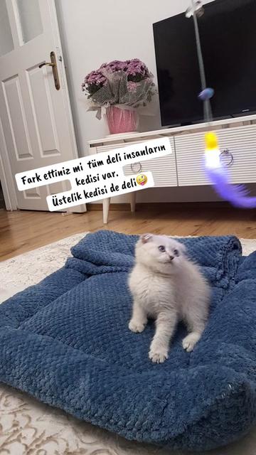 @Fatoล๐ฆ