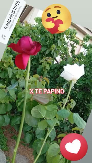 @Ti amo  papino 🖤💙