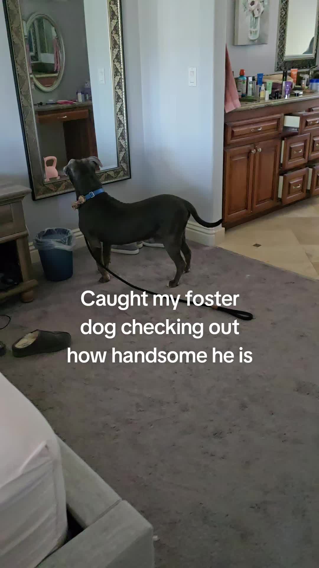 @Peake Pups