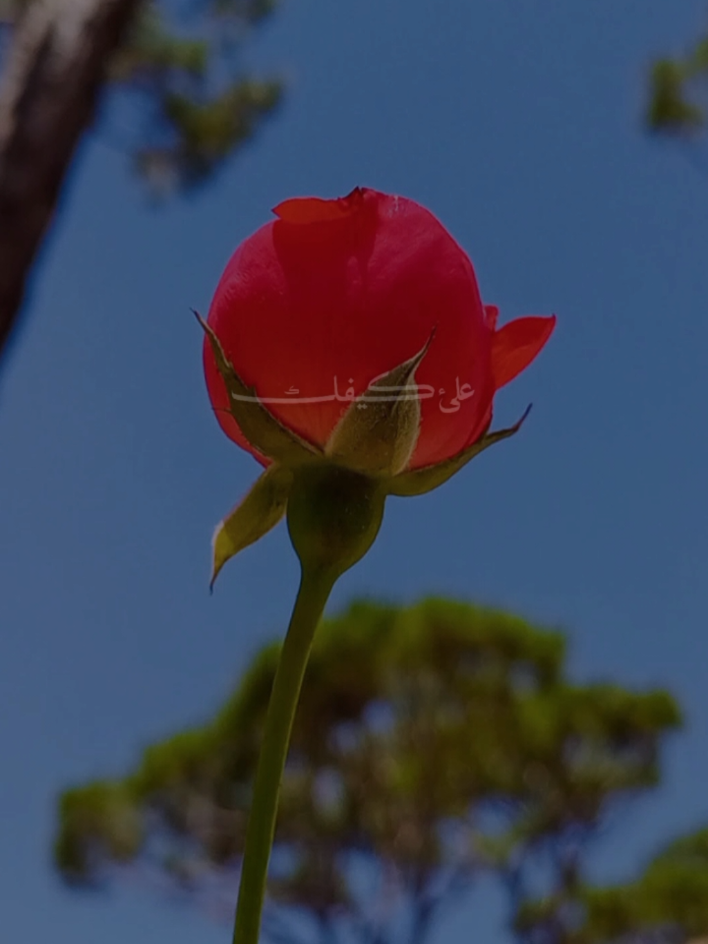 @lavendr81