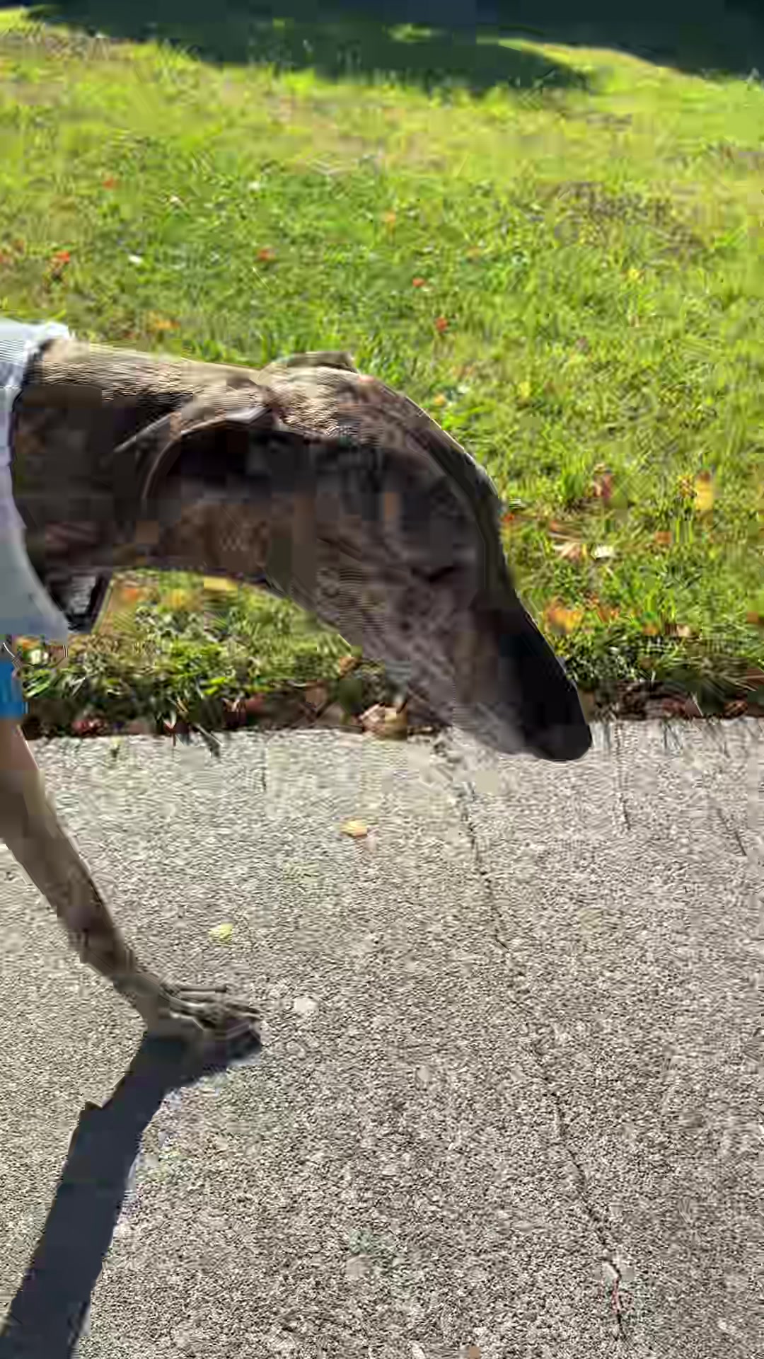 @dogwalkerannika