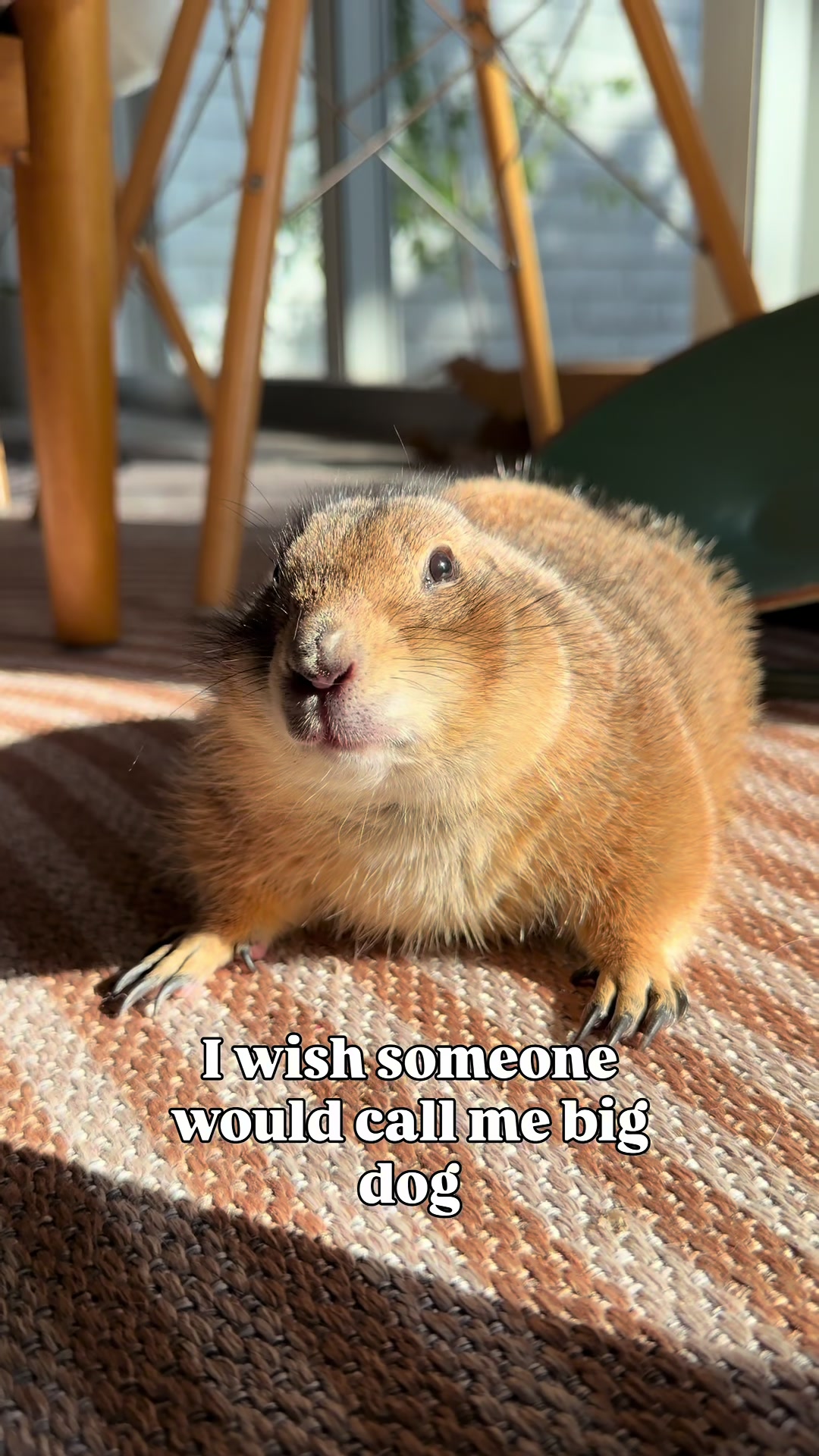 @Poppy the Prairie Dog