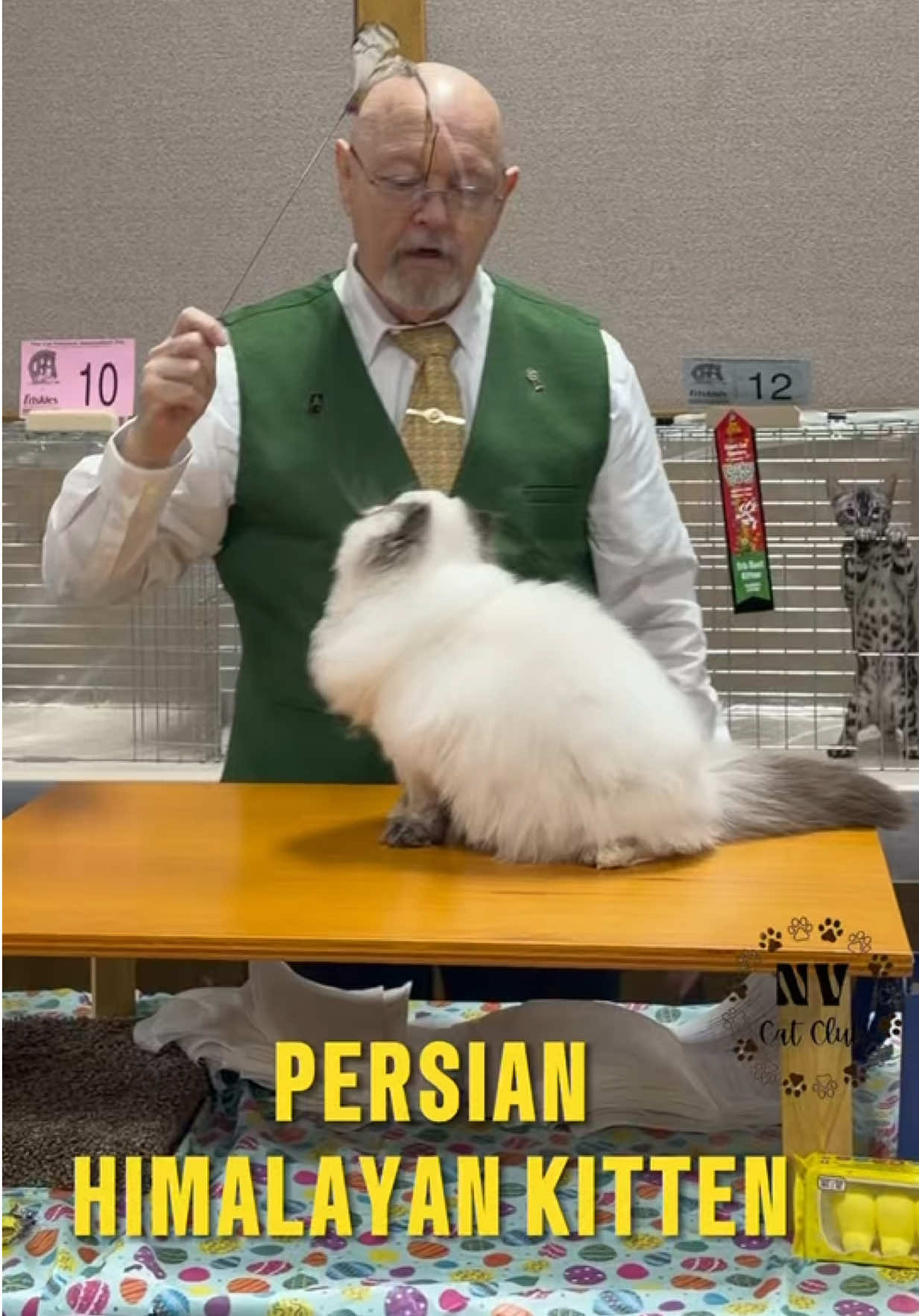 @NewVisionCatClub