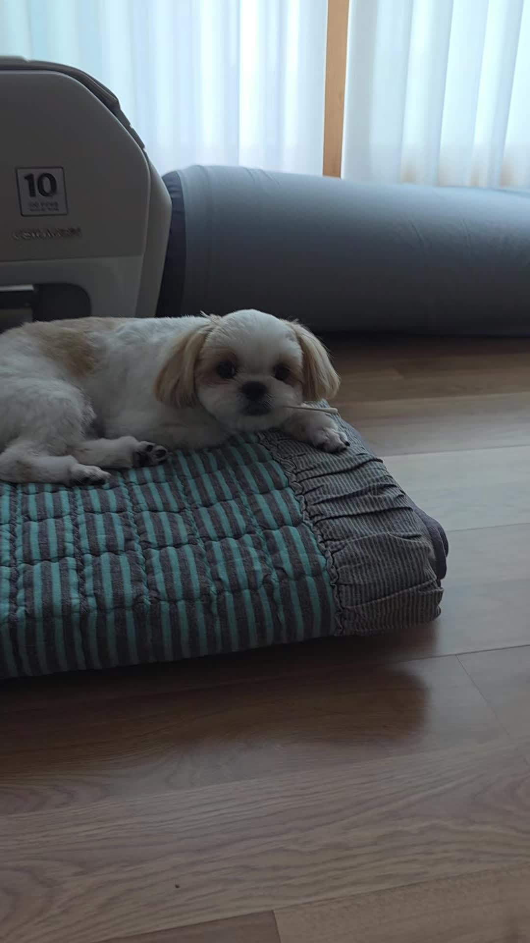 @또롱이