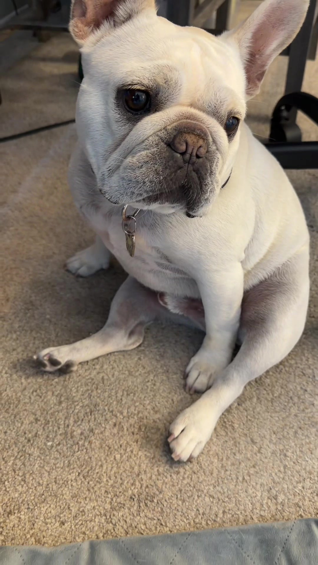 @Bagel the OG Frenchie