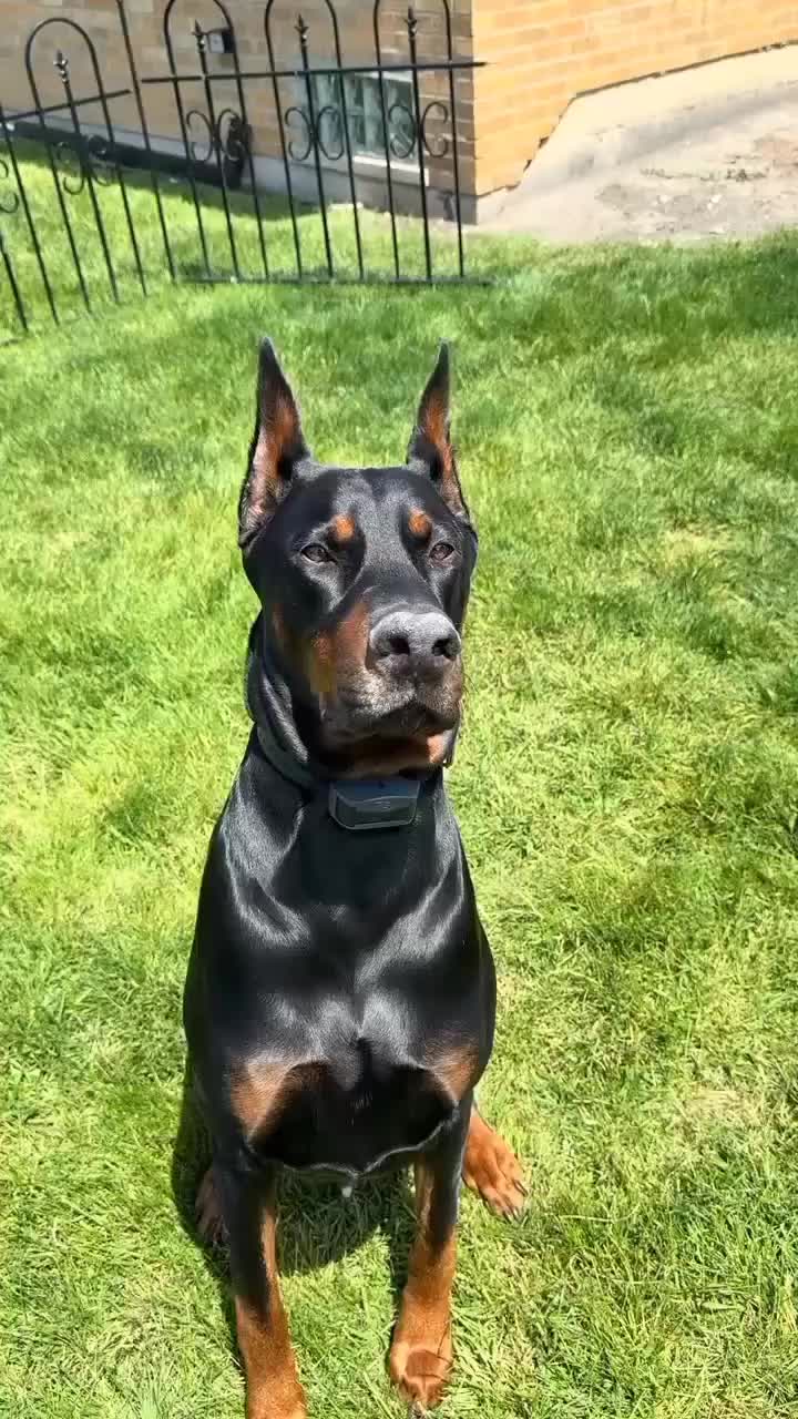 @🐾доберман бруно🐾