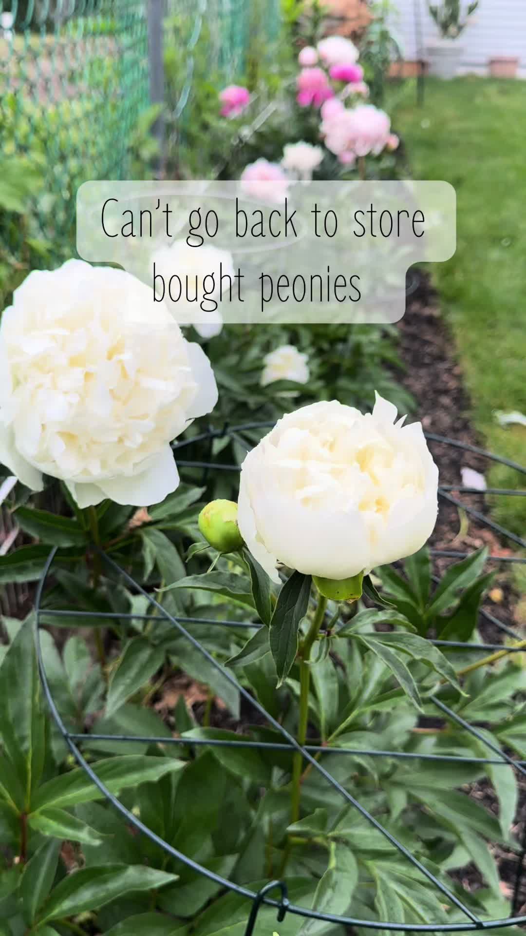 @plantsbyfern
