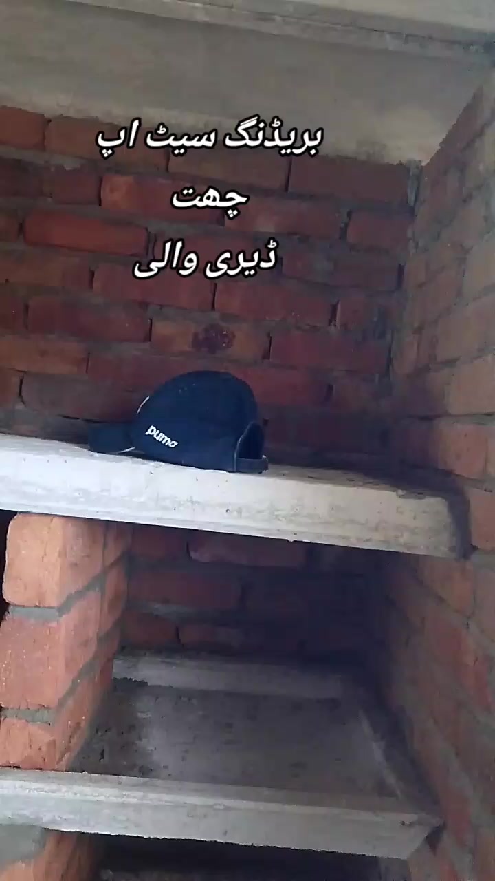 @Pigeons Cages maker 💞