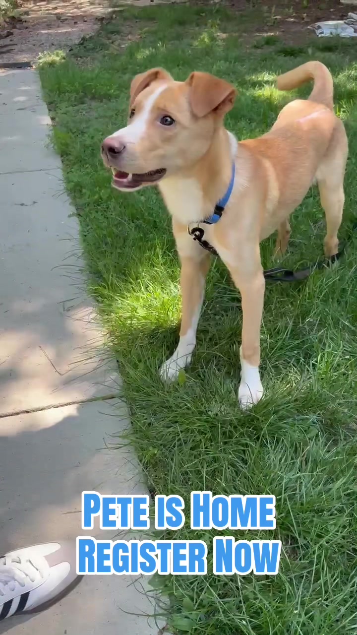 @pawssavingpaws