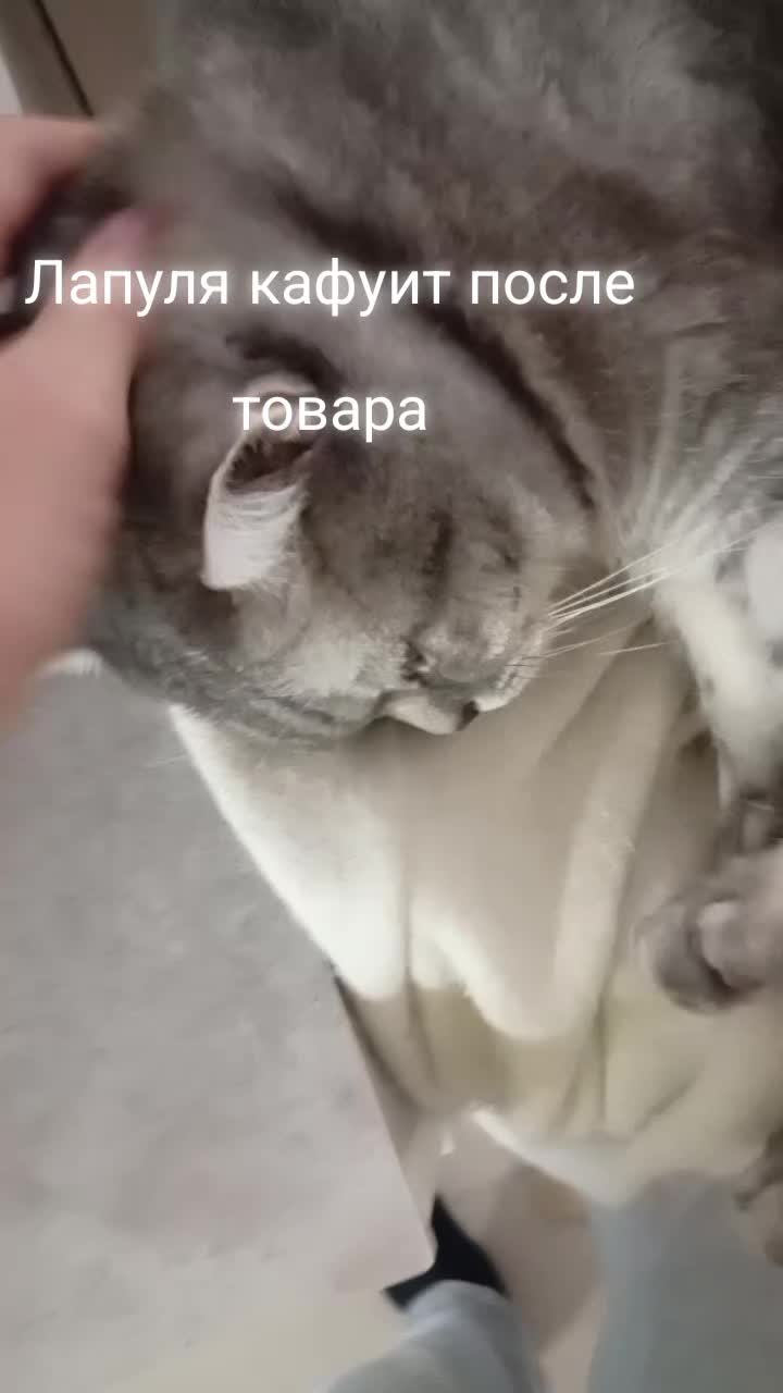 @Хонкантон