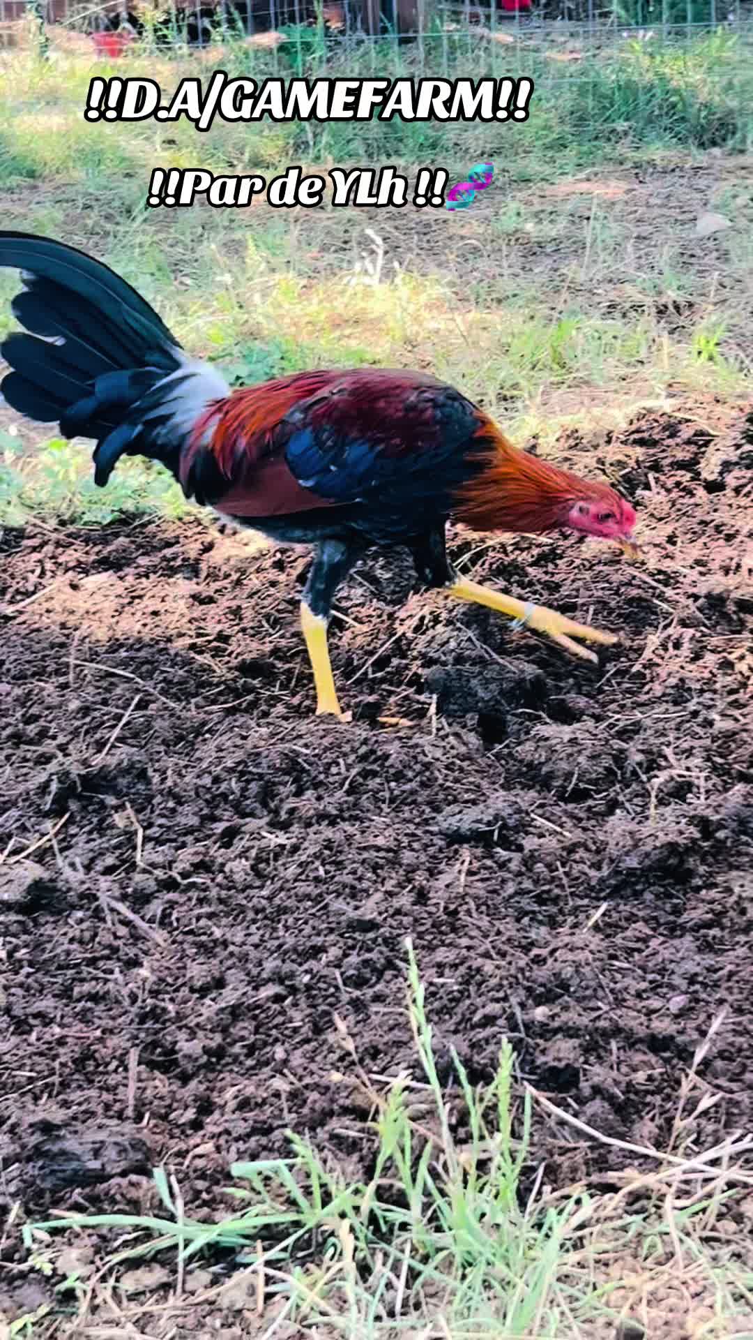 @DAgamefarm