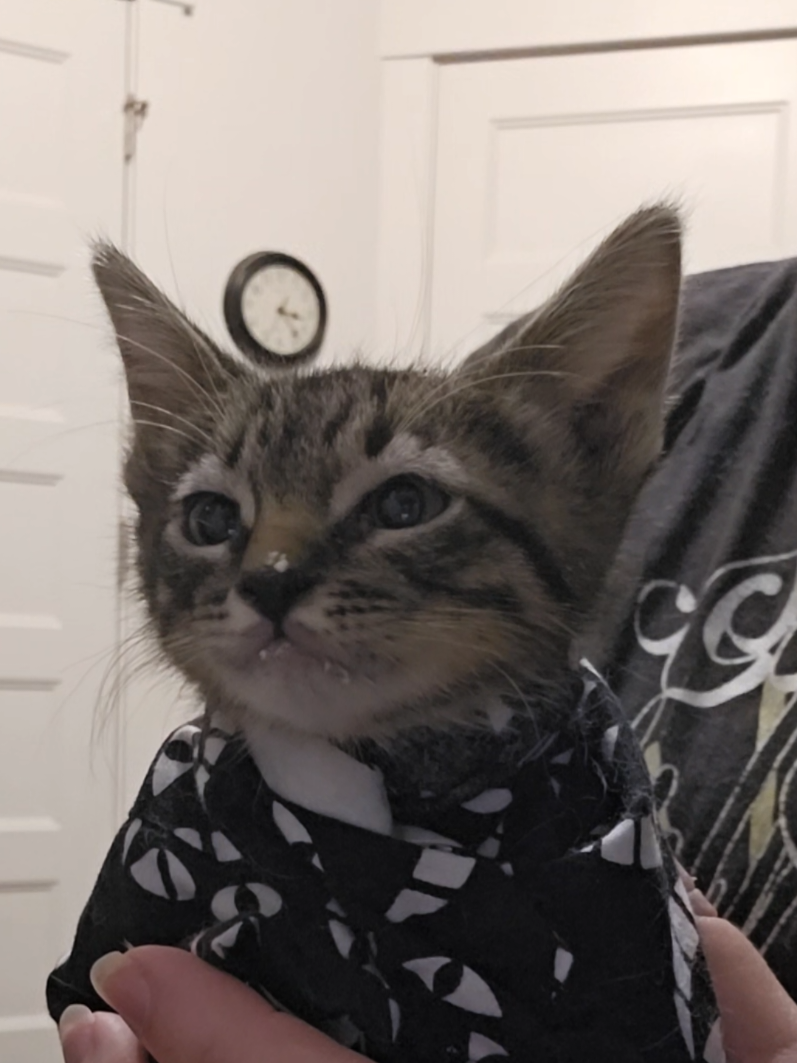 @UtahCatTrapper
