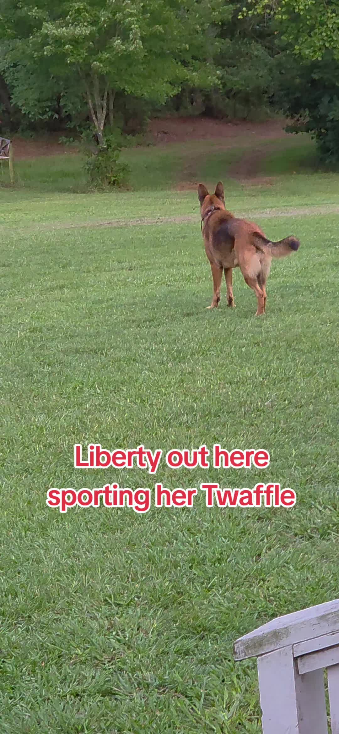 @Chase and Shelby and Liberty