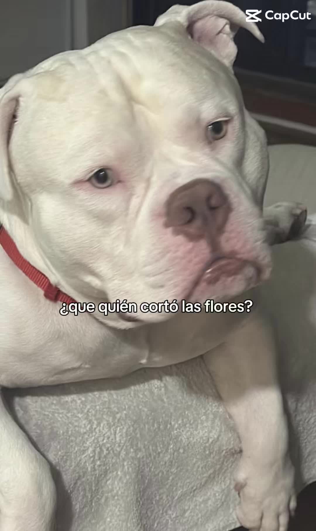 @lilo