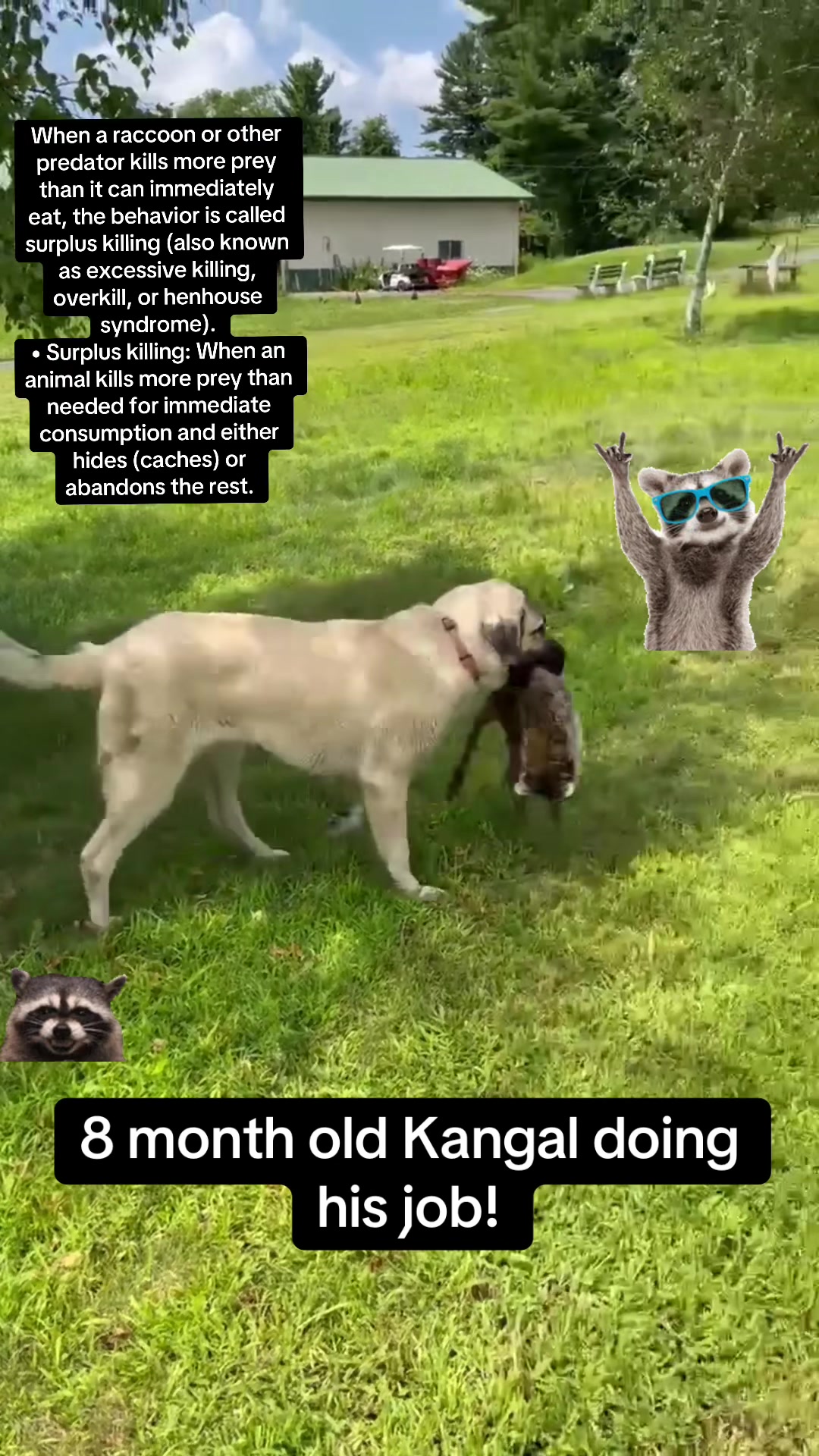 @Ultimate Puppies