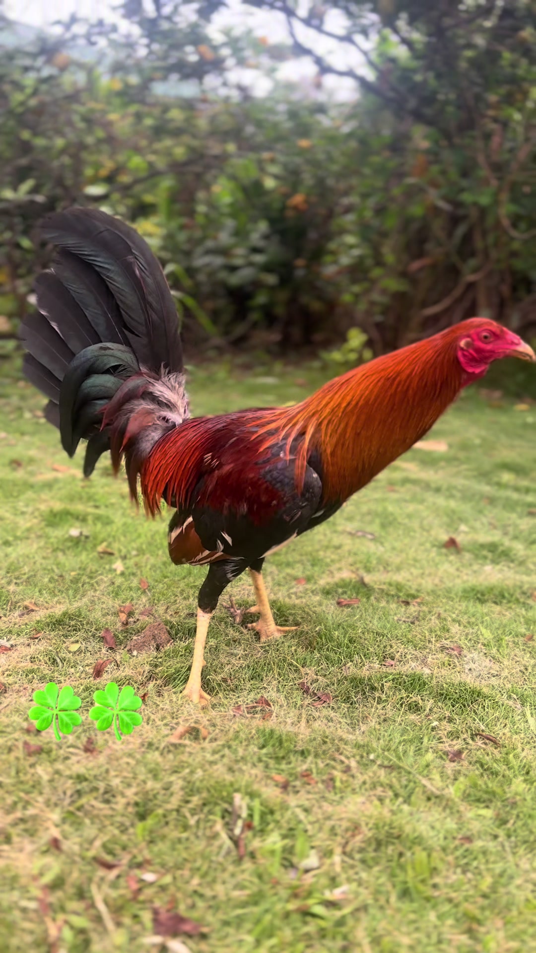 @ltowngamefowl