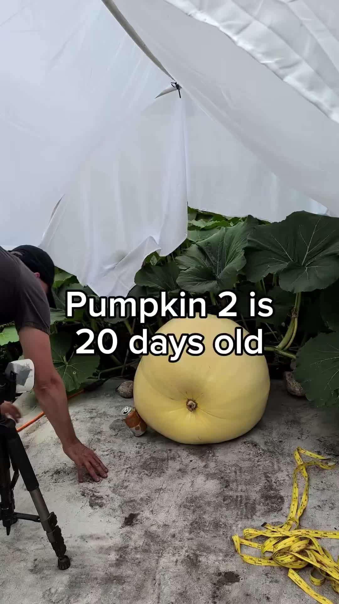 @bigpumpki