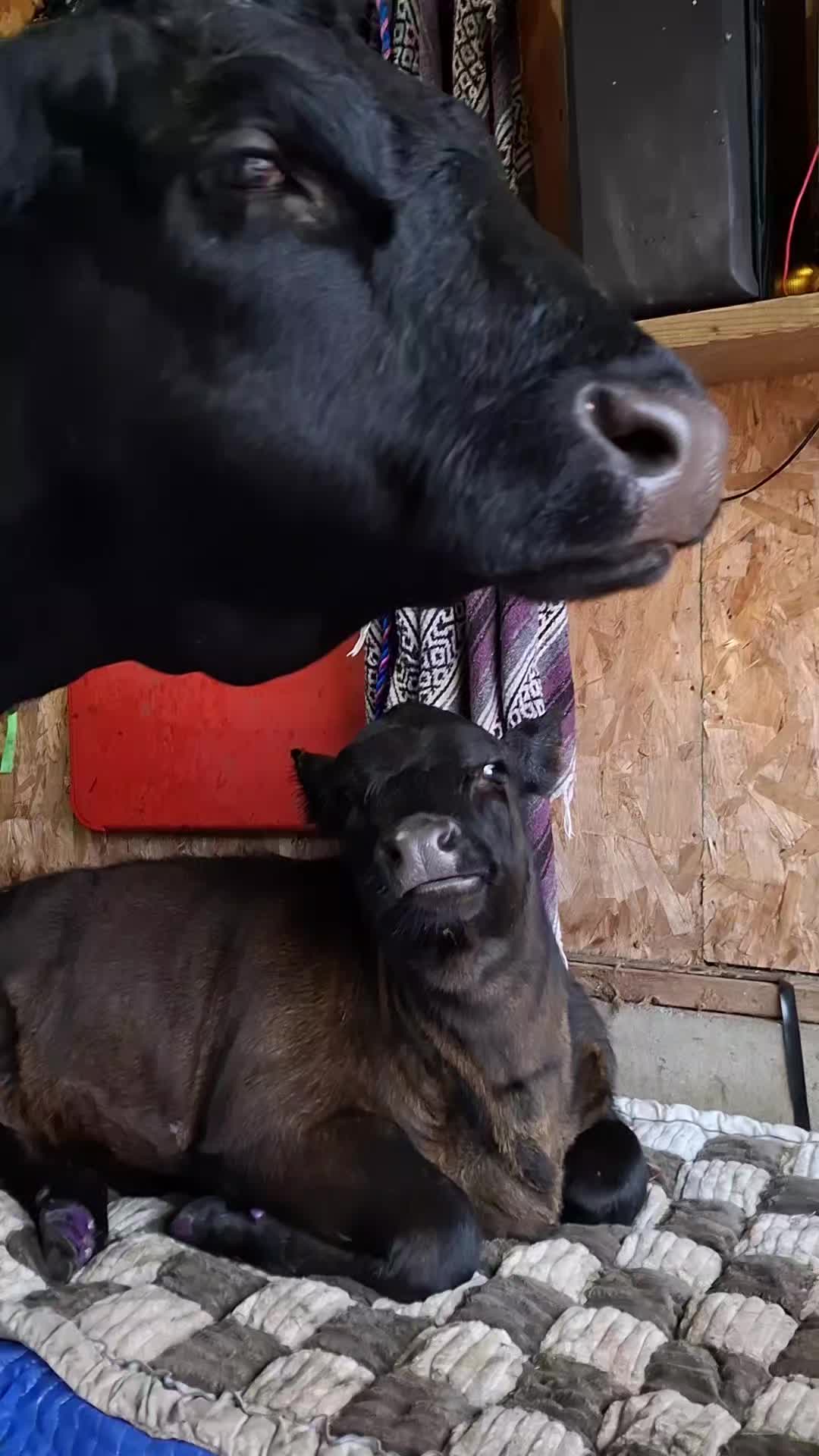 @Dakotafunnyfarm