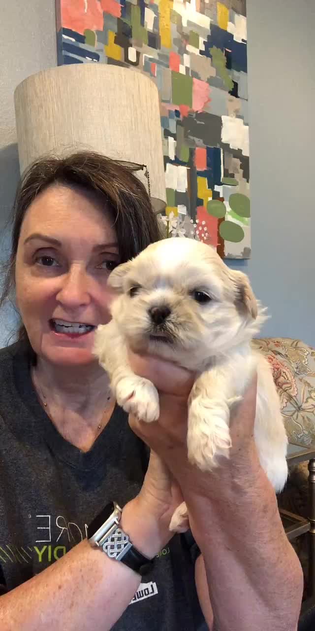@Twilight Shih Tzu
