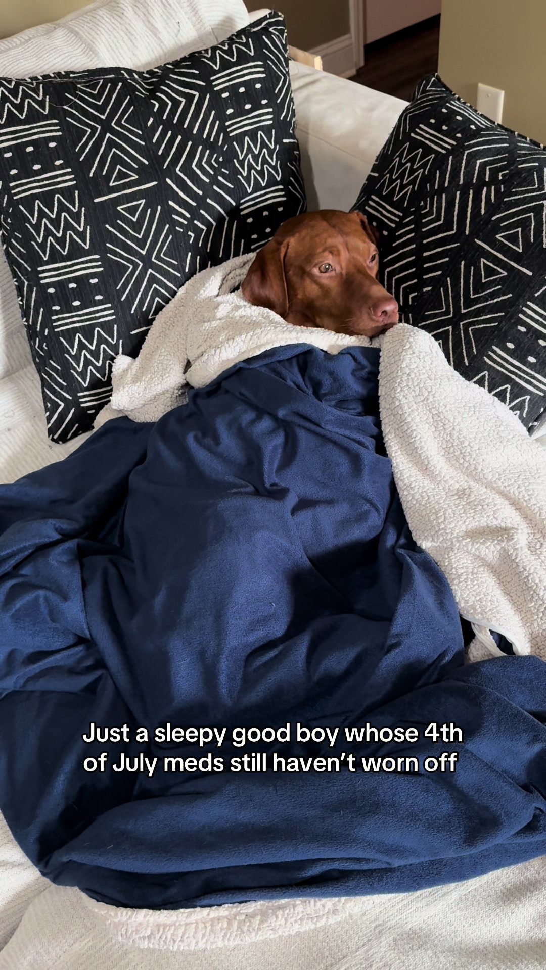 @Tycho the vizsla
