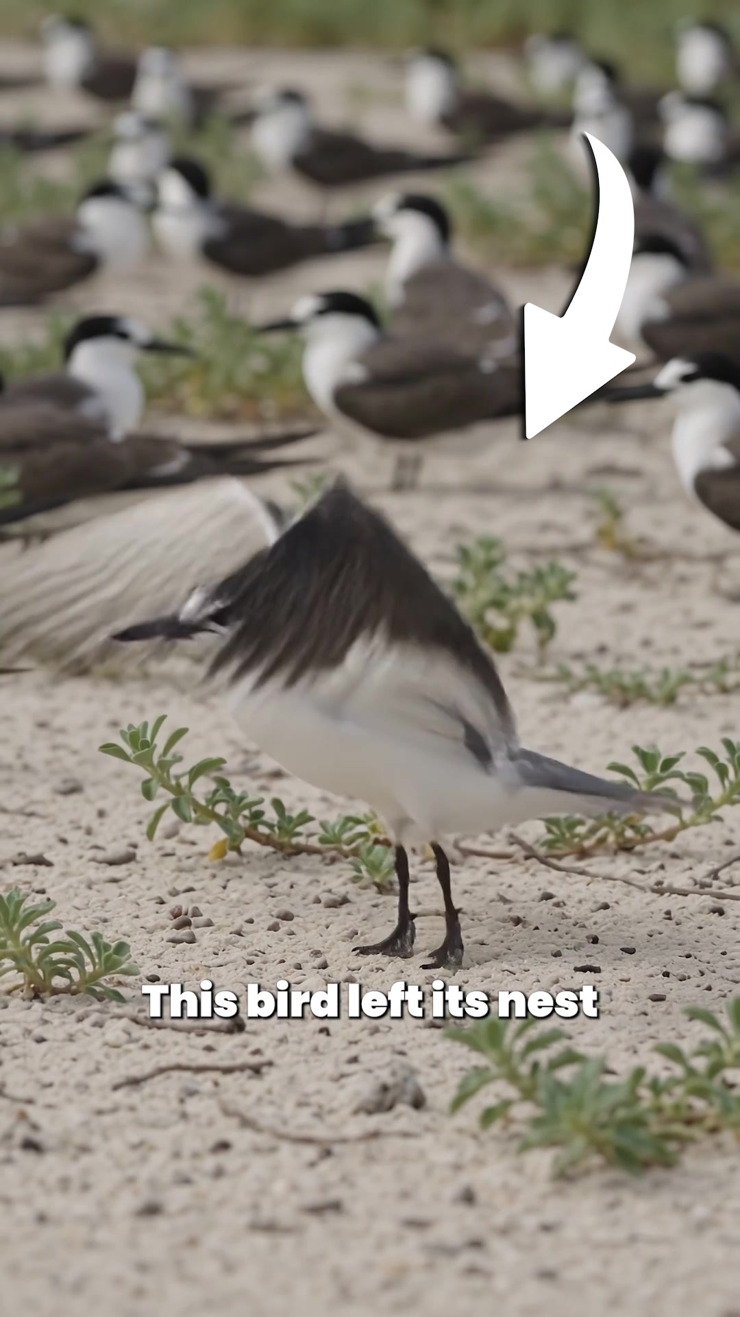 @Bird Lens