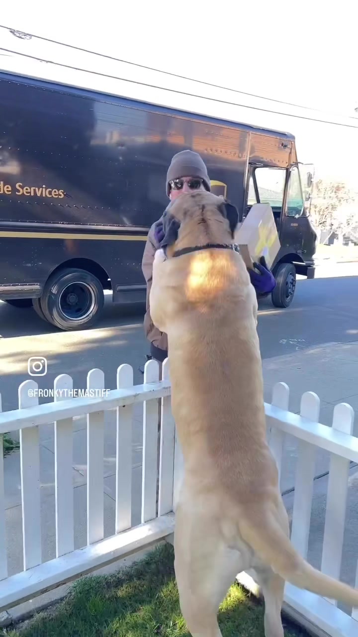 @Fronkythemastiff