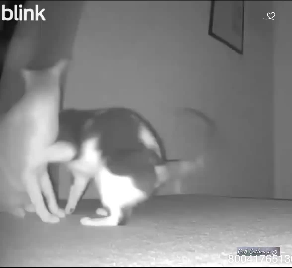 @Gr8 Cathouse