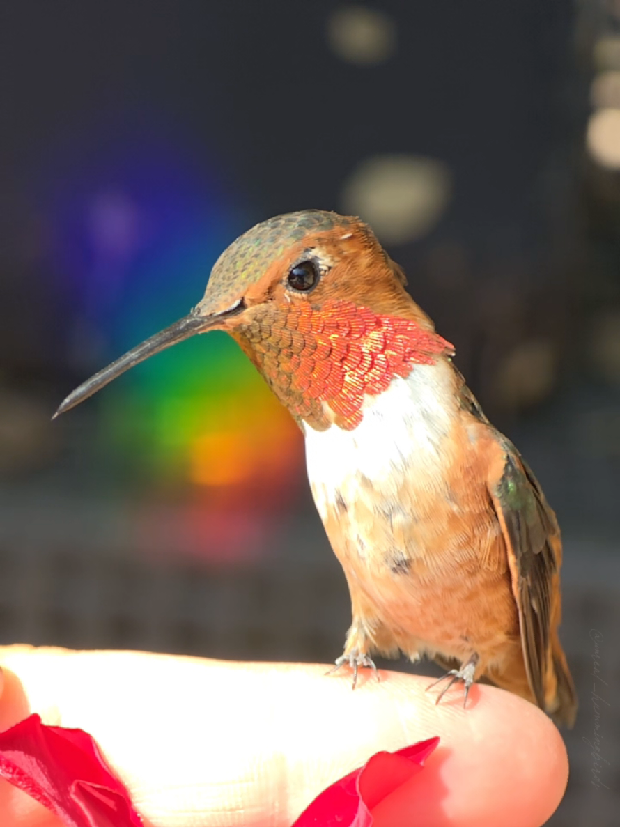 @unreal_hummingbirds