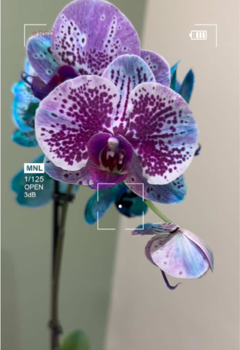 @ADLY SCARTT
