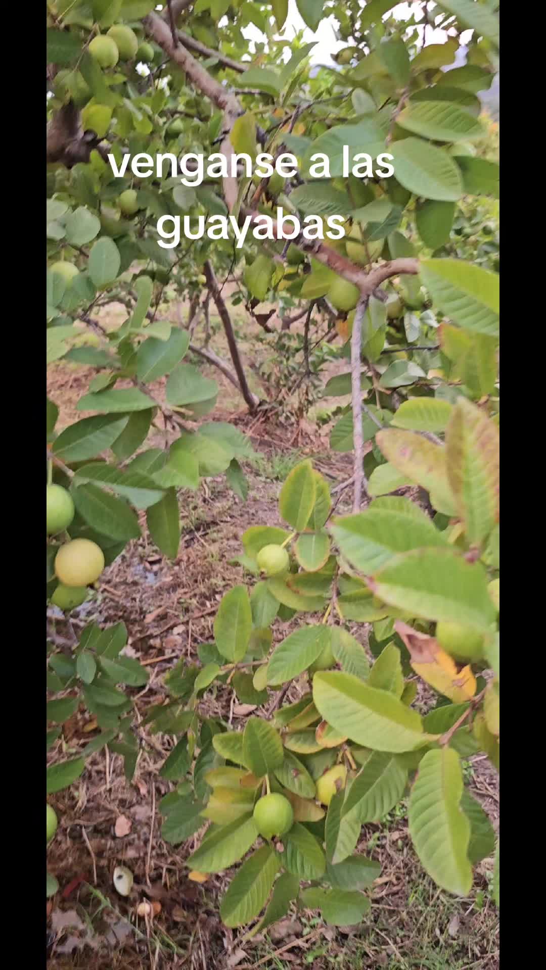 @memohuerta