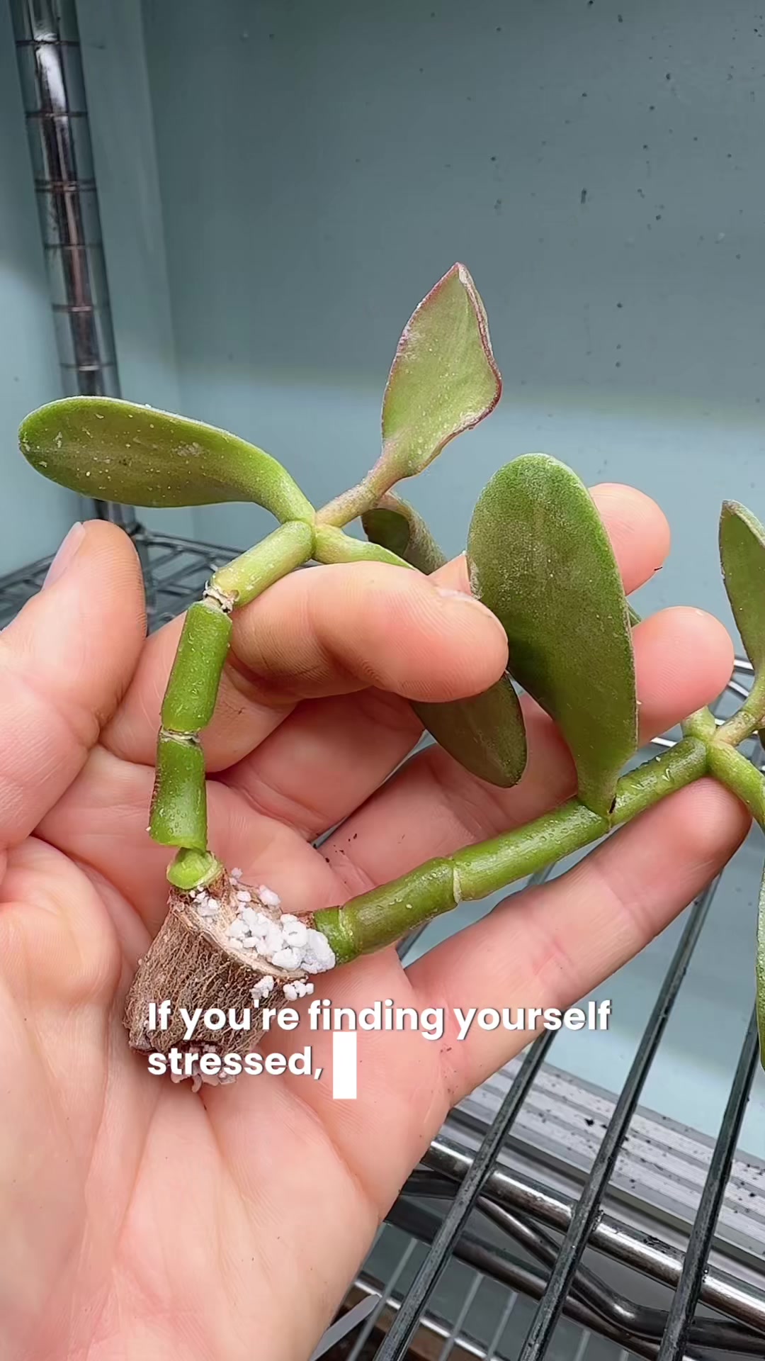 @Liv Floral