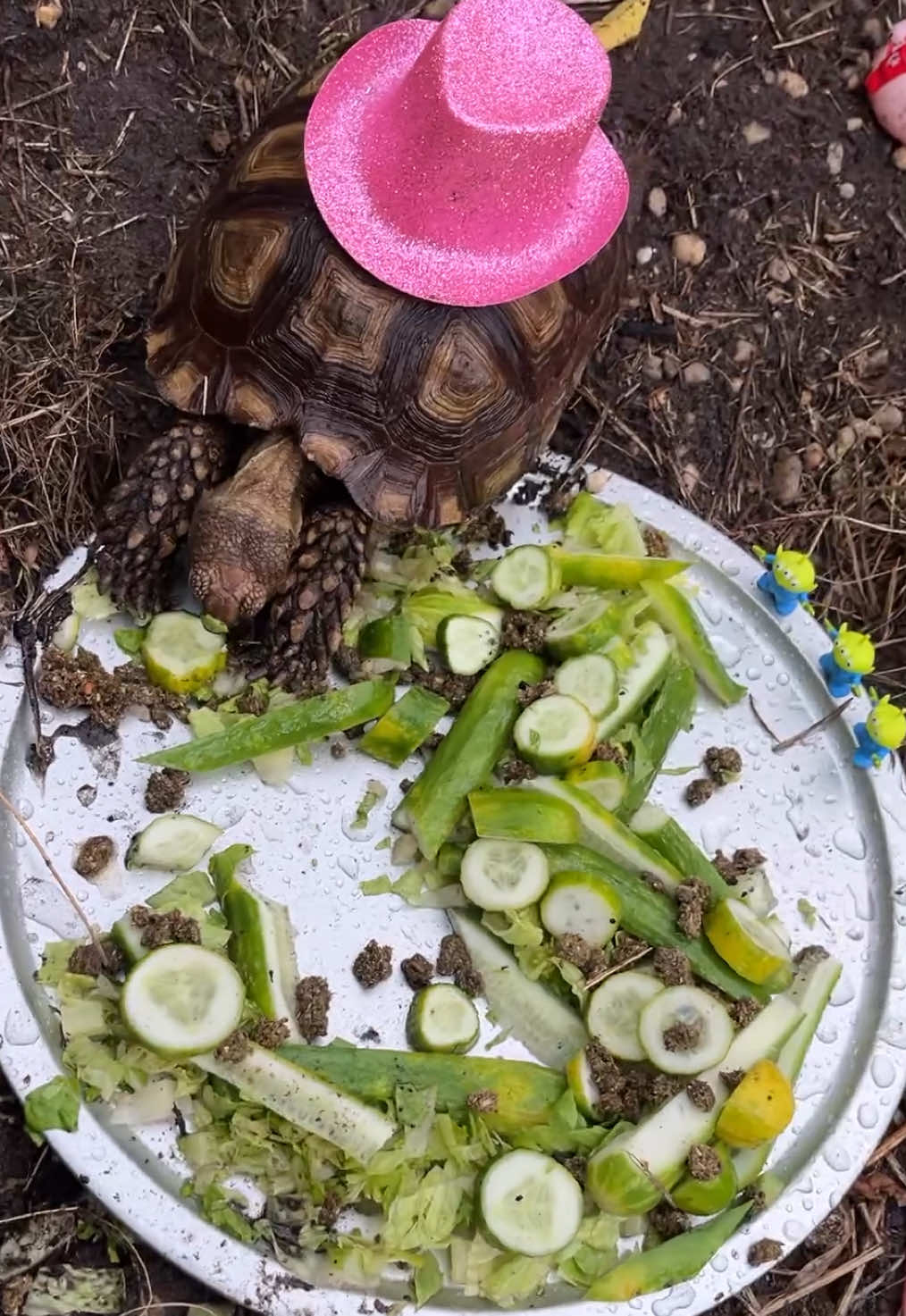 @shaqthetortoise