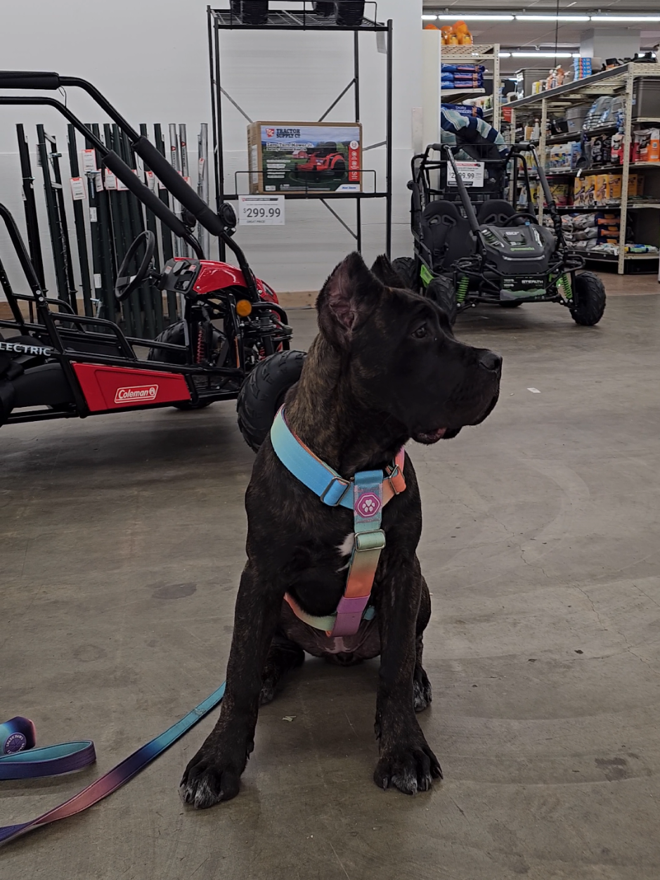 @SalmonCreekCaneCorso