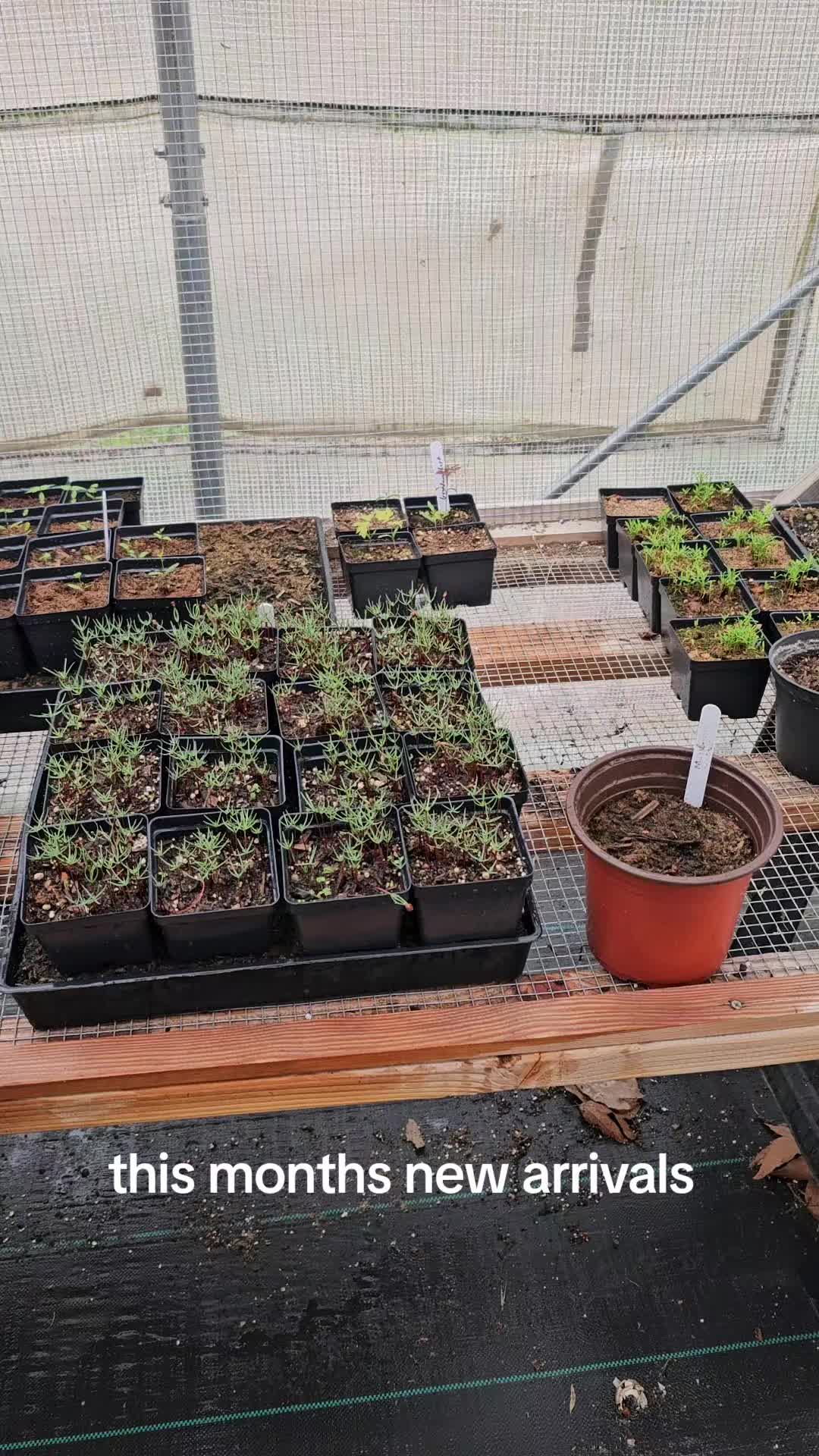 @North County Bonsai