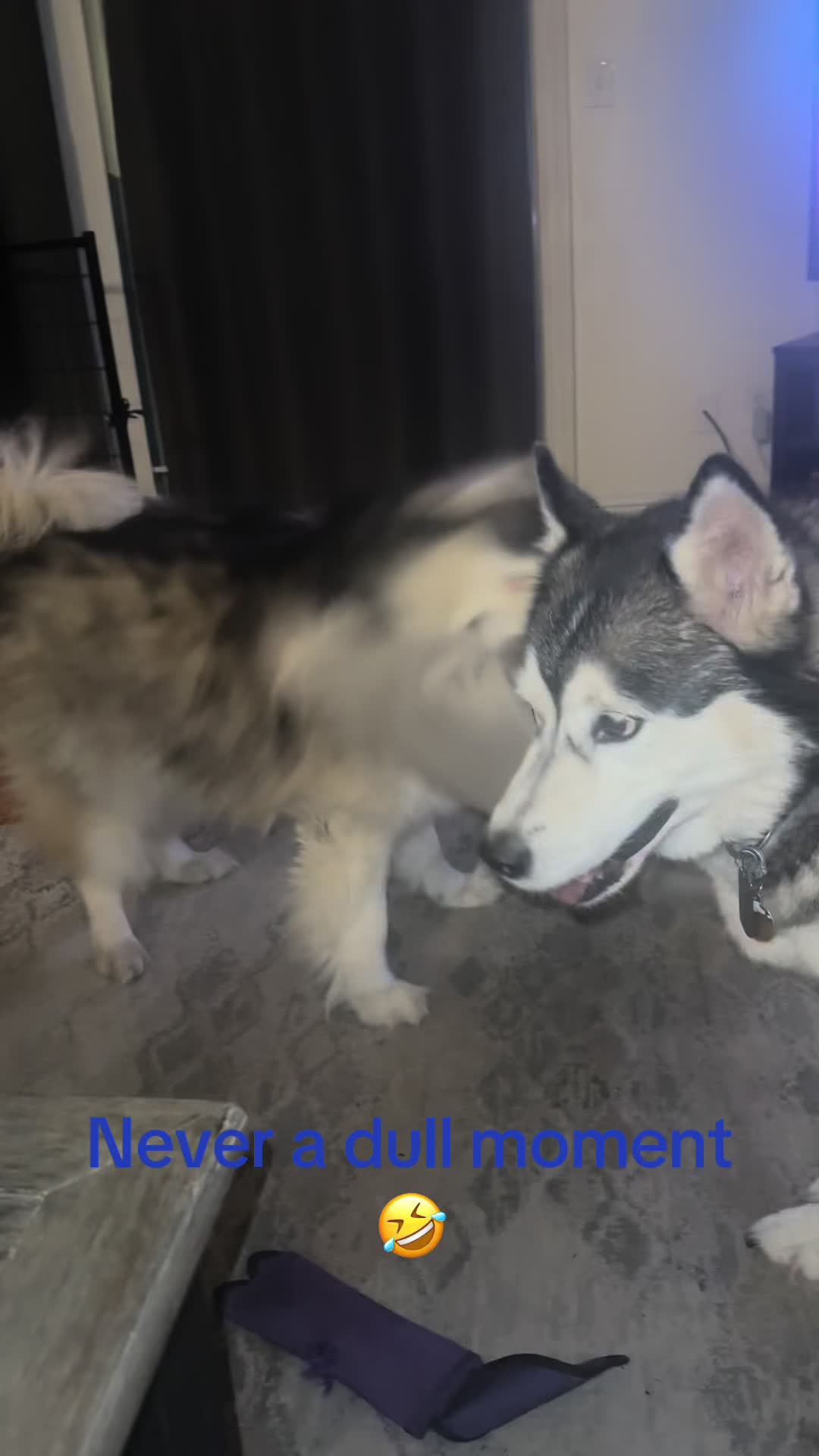 @Shasta & Aspen - Husky Sisters