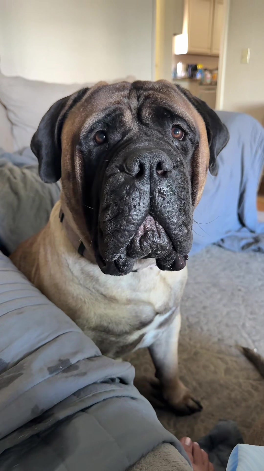 @🐾BullMastiff Mom 🐾💜